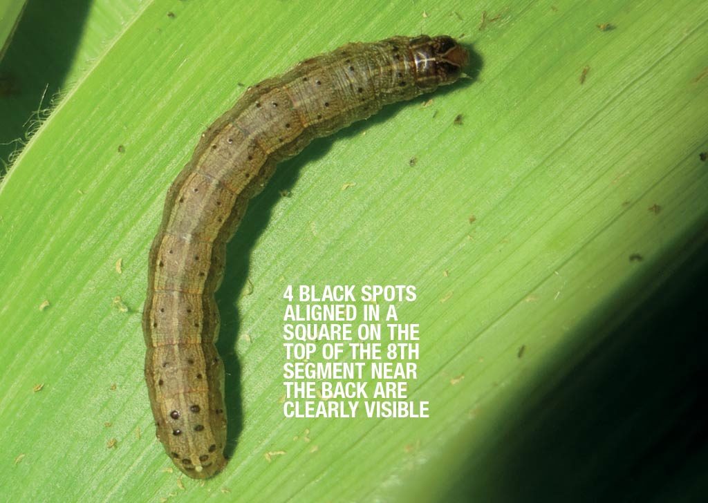 Identify Fall Armyworm