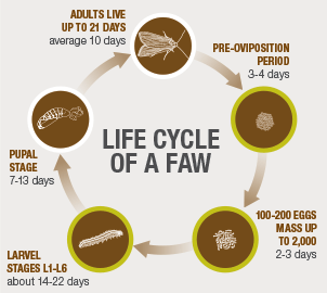 Fall Armyworm lifecycle