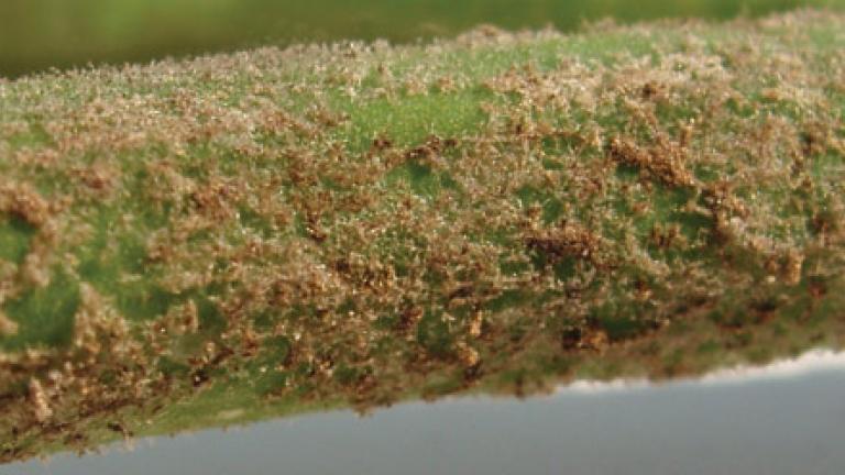 fungicide teaser