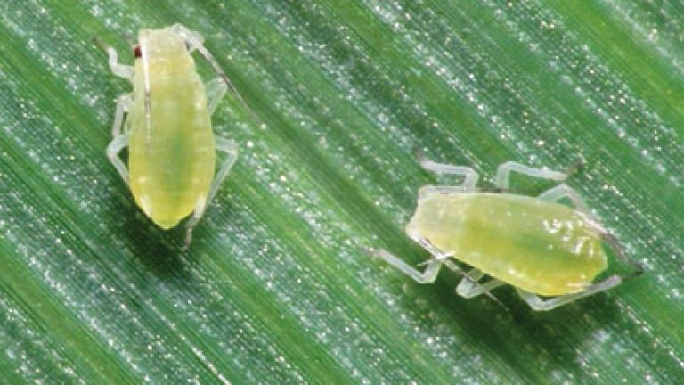 insecticide teaser
