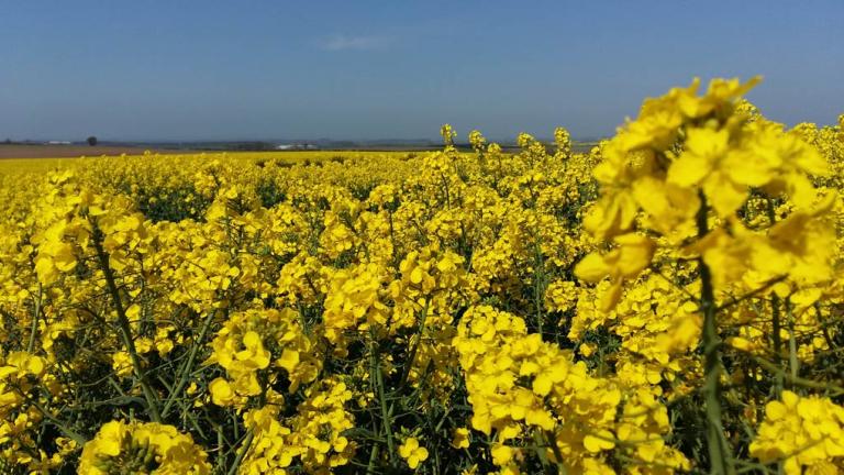 OSR