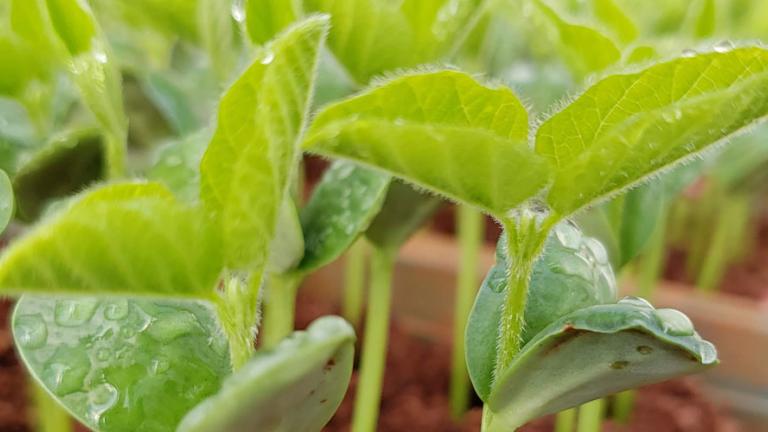 Seed safety and biology