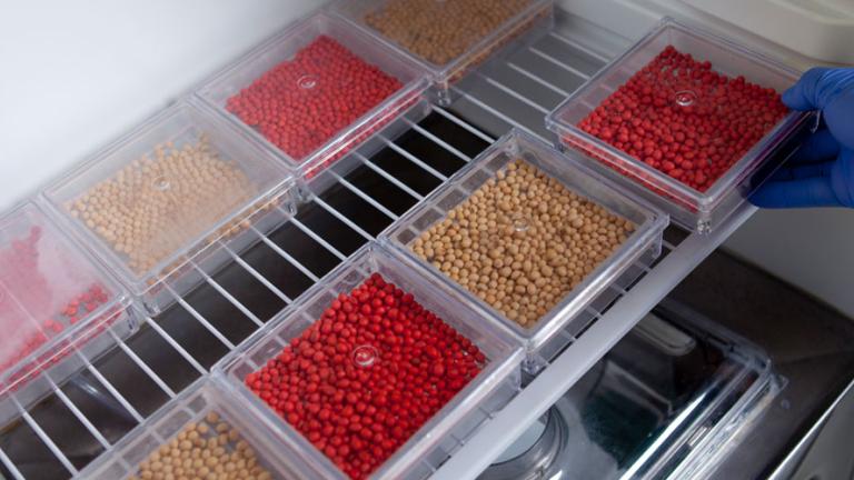 Seed safety and biology