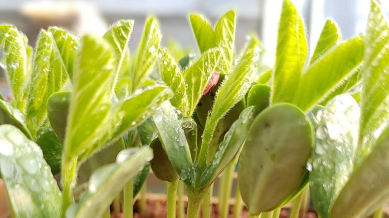 Seed safety and biology