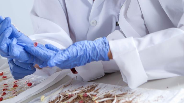 Seed safety and biology