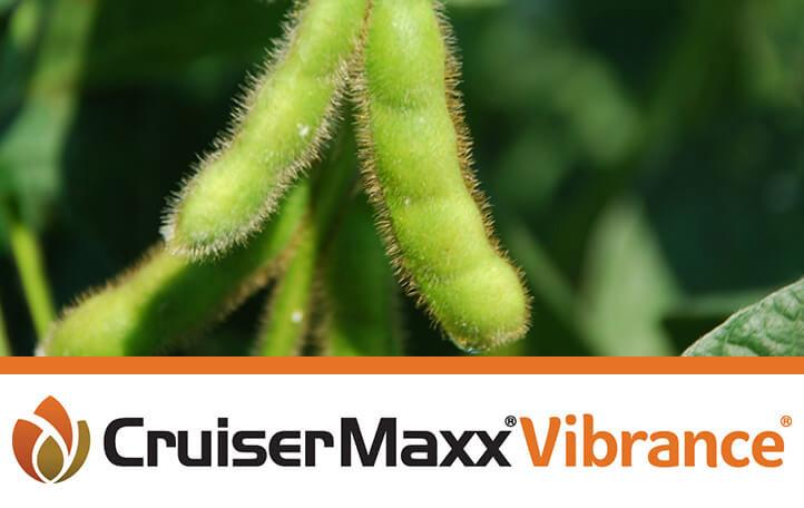 Cruiser Maxx Vibrance