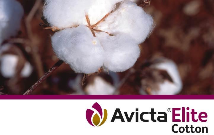 Avicta Elite Cotton