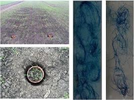 Rhizotrons in field