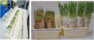 Paper rolls germinated