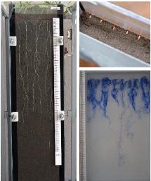 Rhizotron large studies