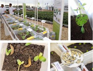 Infested display seedlings