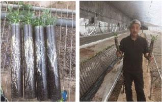 Rhizotrons mid-size