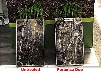 Portable rhizotrons midsize