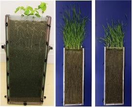 Rhizotrons large soil-mix time-lapse