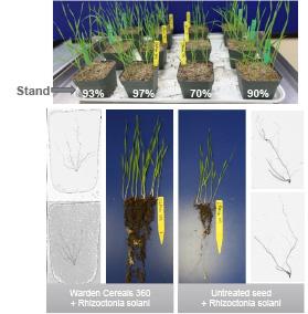 Root germination case soil