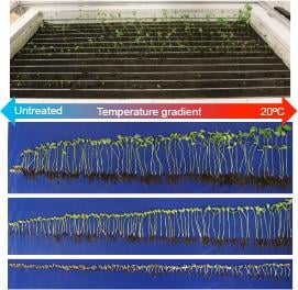 Thermogradient table time-lapse video