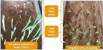 Soil trays seedlings seed quality