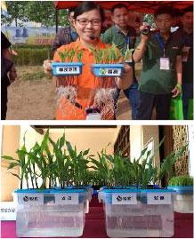 Root germination case liquid
